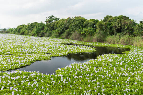 Water Hyacinth and Earthworm Project
