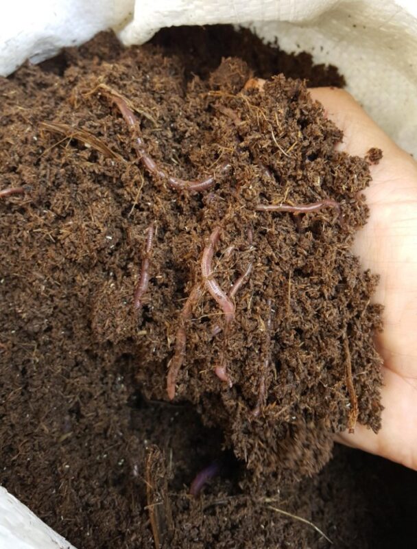 Earthworm farming take care