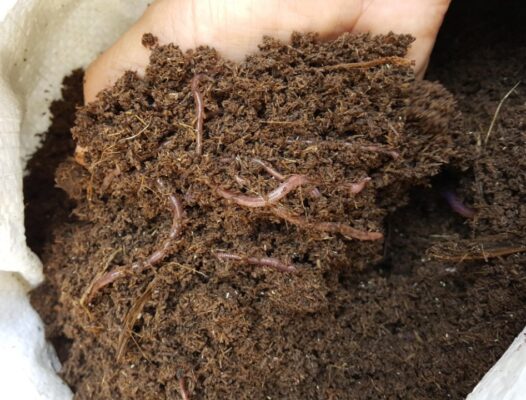 Best Nutrition from Earthworm