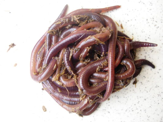 Red Wigglers the Best Composting worm
