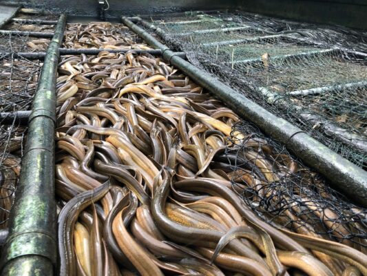 Mud-free eel Farming