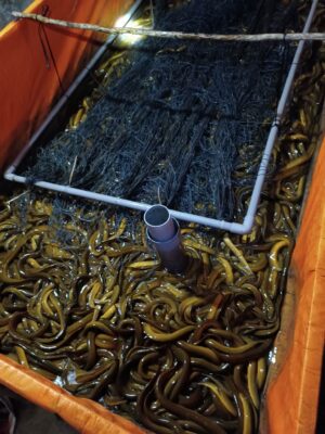 Technique of mud free eel farming