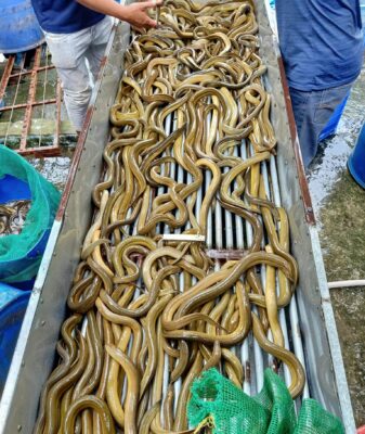 Technique of mud free eel farming