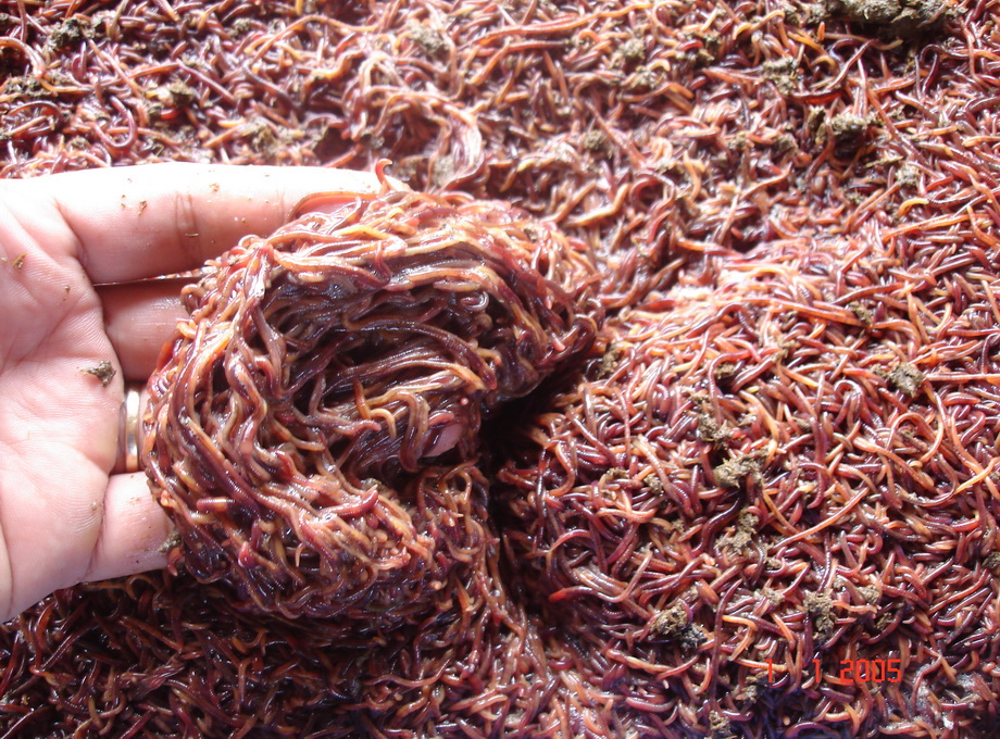 Earthworm farming technology transfer