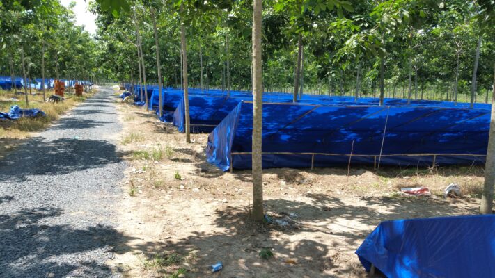 Earthworm farm under rubber tree