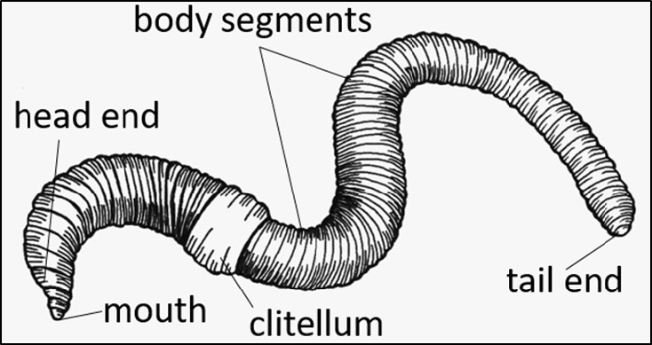 How does earthworm born
