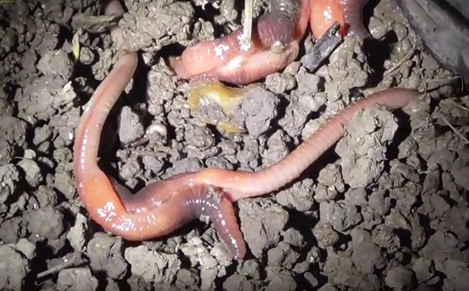 How does earthworm born